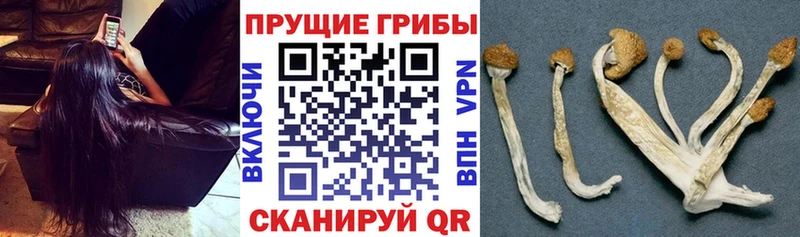 сколько стоит  OMG ТОР  Галлюциногенные грибы Psilocybe  Невель 